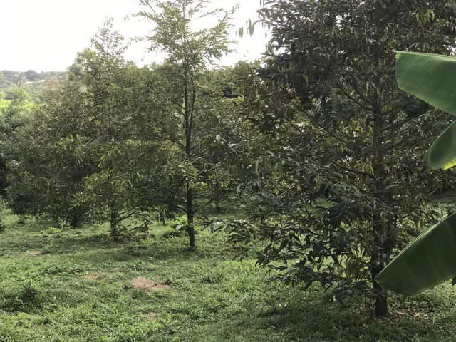 Về quê cần bán rẻ vườn sâu riêng view suối nghĩ dưỡng tại suôi tre - long khánh- đồng nai