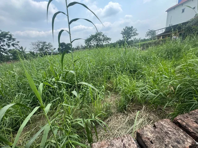 1000m2 full thổ cư, giáp KCN Thuận Thành 2, oto tải ra vào đất👉khách làm xưởng, phân lô đều đẹp
