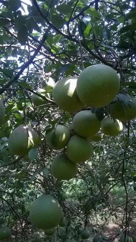 Bán lô đất vườn bưởi đang thu hoạch có thổ cư