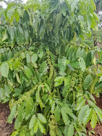 🌱 CƠ HỘI ĐẦU TƯ MẢNH ĐẤT LÀM NHÀ VƯỜN - TRANG TRẠI TẠI THỊ TRẤN EA PỐK 🌱
