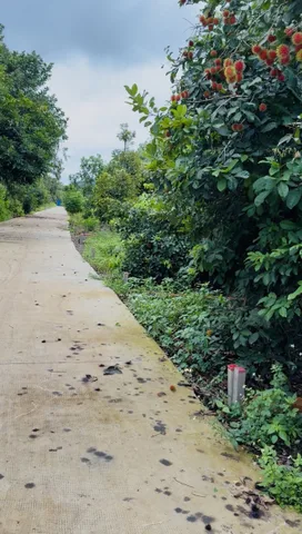 🏡 Đầu Tư Đất Long Khánh – Sổ Riêng 5x21m, Công Chứng Ngay