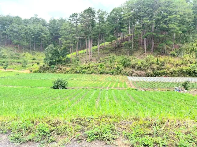 Bán đất biệt thự view đẹp rừng thông gần chân đèo Pren, đi trung tâm Đà Lạt 15p
