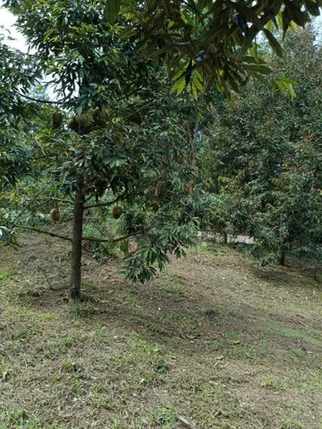 Bán Đất 17678m2 giá 9.5 tỷ tại - Chọn - Xã Ba Cụm Bắc Huyện Khánh Sơn Khánh Hòa