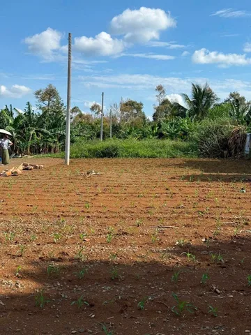 Vụ Mùa Lỗ Nặng Đành Giảm Sâu 20000m2 Giáp Đà Lạt Chỉ 306 Triệu