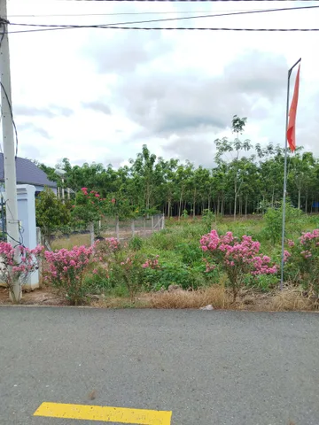 Bán đất thổ cư kế bên biệt thự, 277m2 sẵn 100mtc, có đèn, điện 3 pha