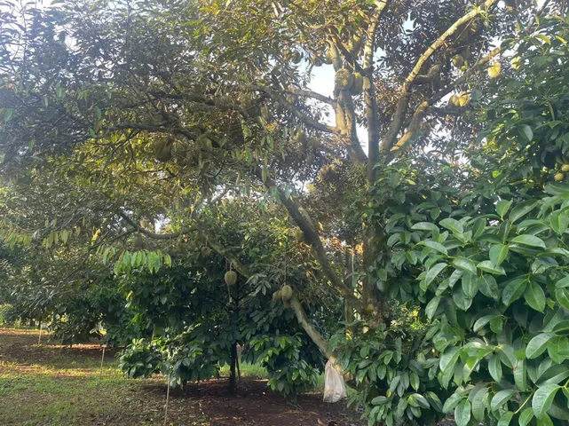 CHÍNH CHỦ CẦN BÁN GẤP 1.25 HA RẪY SẦU RIÊNG & CAU – THU NHẬP ĐỀU 1 TỶ/NĂM