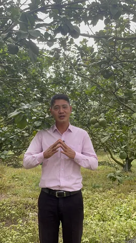 Bán lô đất vườn bưởi 2146m2 có sẵn thổ cư ngay bàu bàng, 1 sẹc ql13, thành phố Hồ Chí Minh. 550tr tất cả