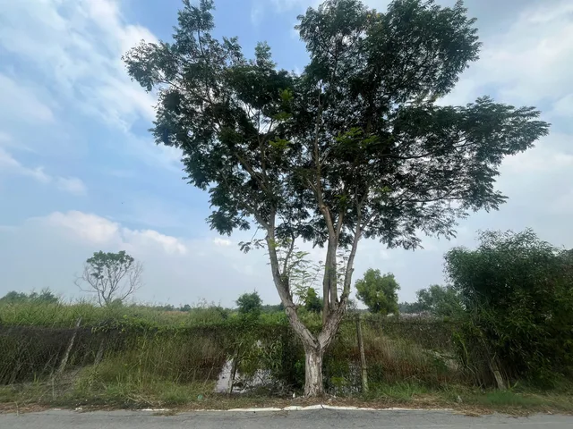 BÁN ĐẤT THỔ CƯ DIỆN TÍCH LỚN – TAM THÔN HIỆP, XÃ BÌNH KHÁNH, CẦN GIỜ, TP.HCM