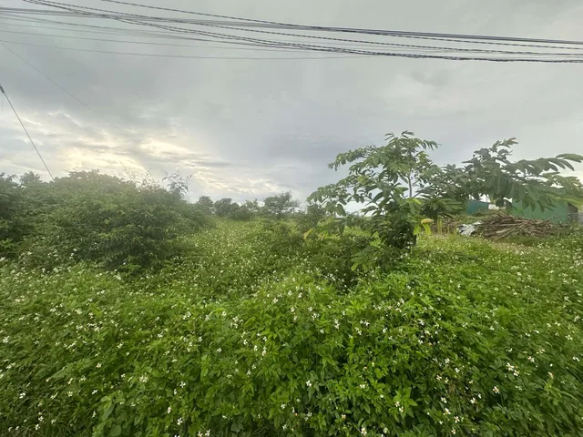 Bán Đất 199.5m2 có sẵn 199.5 m2 thổ cư giá 2 tỷ tại Xã Ea Blang Thị xã Thị Xã Buôn Hồ Đắk Lắk