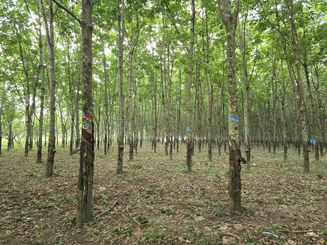 Cần Bán 3600 m² Đất Trồng Cây Cao Su, Sổ hồng đầy đủ chính chủ. Liên hệ ngay