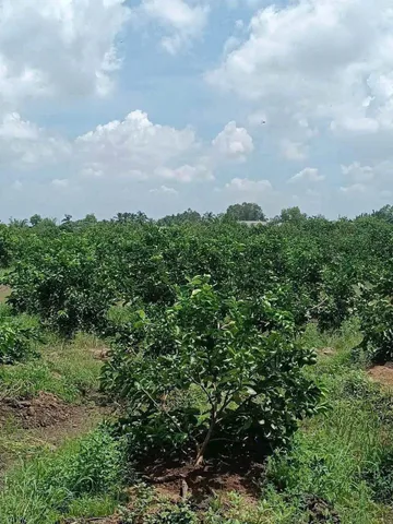 Bán Đất 1000m2 giá 1.25 tỷ tại Đường ĐT 816 Xã Thạnh Lợi Huyện Bến Lức Long An