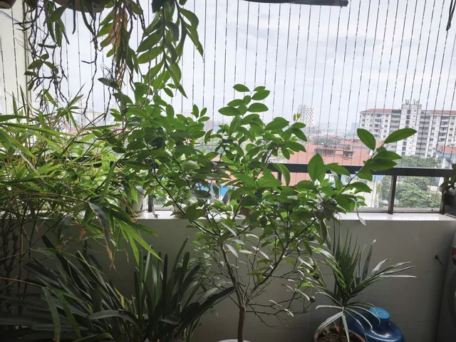Bán Căn hộ chung cư 73m2 giá 4.5 tỷ tại - Chọn - Phường Việt Hưng Quận Long Biên Hà Nội