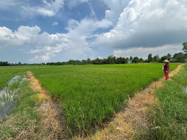 Chính chủ bán đất ruộng 2868.3m2 giá 490 triệu, tại Xã Tân Lân, Tây Ninh (mới)