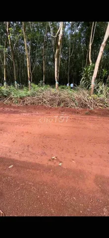 Bán Đất 500m2 có sẵn 100 m2 thổ cư giá 980 triệu tại Xã Suối Ngô Huyện Tân Châu Tây Ninh
