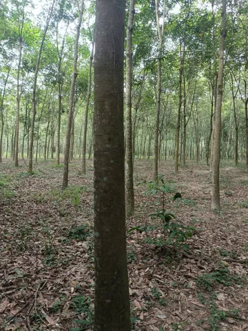 Bán Đất 19500m2 giá 19.5 tỷ tại - Chọn - Xã Bình Mỹ Huyện Bắc Tân Uyên Bình Dương