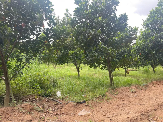 Bán đất vườn 3367m2 giá 450 triệu tại Phú Giáo, Bình Dương, đã có điện