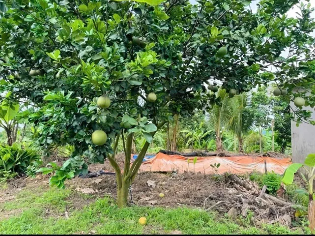 Bán Đất 7200m2 giá 690 triệu tại - Chọn - Xã Đồng Tiến Huyện Đồng Phú Bình Phước