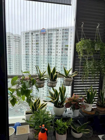 Cho thuê Căn hộ chung cư 74m2 giá 11 triệu tại - Chọn - Phường 9 Thành phố Vũng Tàu Bà Rịa - Vũng Tàu