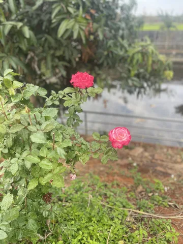 Bán Đất 2500m2 giá 4.5 tỷ tại Đường Phan Văn Đạt - Chọn - Phường Thành Nhất Đắk Lắk