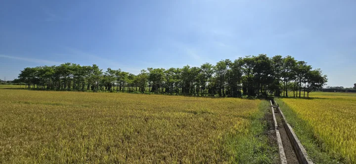 Bán Đất 3000m2 giá 4.5 tỷ tại Xã Phước Thạnh Huyện Củ Chi TP. Hồ Chí Minh