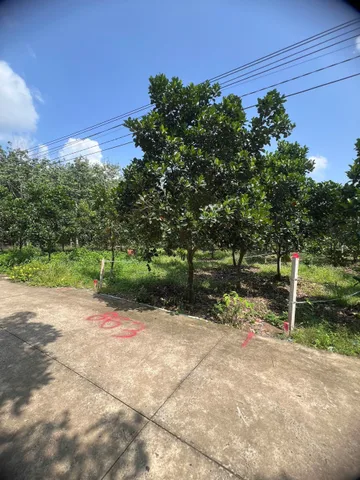 Bán Đất 310m2 có sẵn 100 m2 thổ cư giá 160 triệu tại - Xã An Linh Huyện Phú Giáo Bình Dương