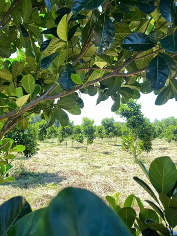 Bán Đất 4000m2 có sẵn 1000 m2 thổ cư giá 520 triệu tại Xã An Long Huyện Phú Giáo Bình Dương