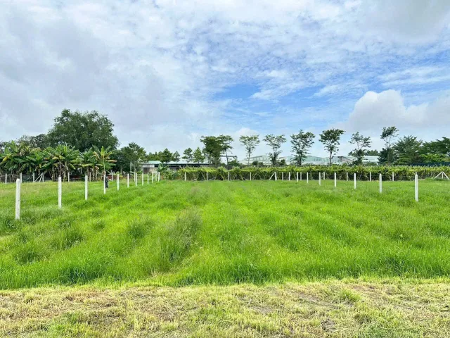Bán Đất 810m2 có sẵn 40 m2 thổ cư giá 1.4 tỷ tại Đường Nguyễn Thị Chiên Xã Thái Mỹ Huyện Củ Chi TP. Hồ Chí Minh