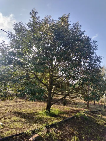 🚀 SIÊU PHẨM VƯỜN SẦU RIÊNG 1,5 HA TẠI EA KUEH - CƯ M'GAR (GIÁ 600 TR/SÀO) 🚀