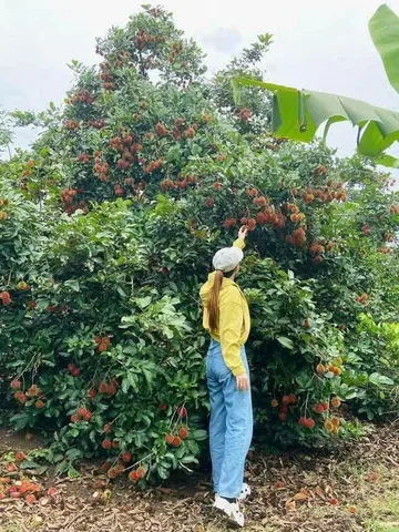 Bán Đất 3000m2 giá 290 triệu tại Đường Quốc lộ 14 Xã Đồng Tiến Huyện Đồng Phú Bình Phước