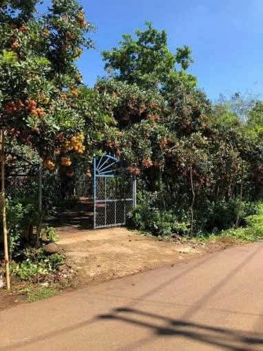 Bán Đất 3000m2 giá 290 triệu tại Đường Quốc lộ 14 Xã Đồng Tiến Huyện Đồng Phú Bình Phước