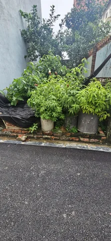 🌟🌟 Đất Vàng 30m2 Mỹ Nội, Bắc Hồng – Đường Thông trải nhựa Ô tô 🚘 7 chỗ vào đất