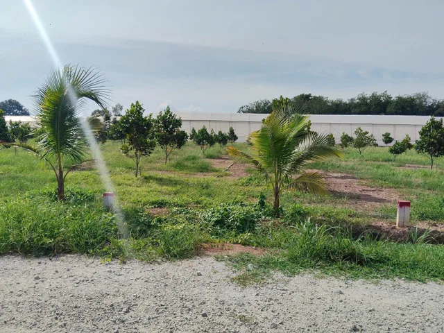 Ngộp 250m2 /355tr sát chợ chuẩn bị lên nhựa cách đường huyện lớn 50m sổ riêng