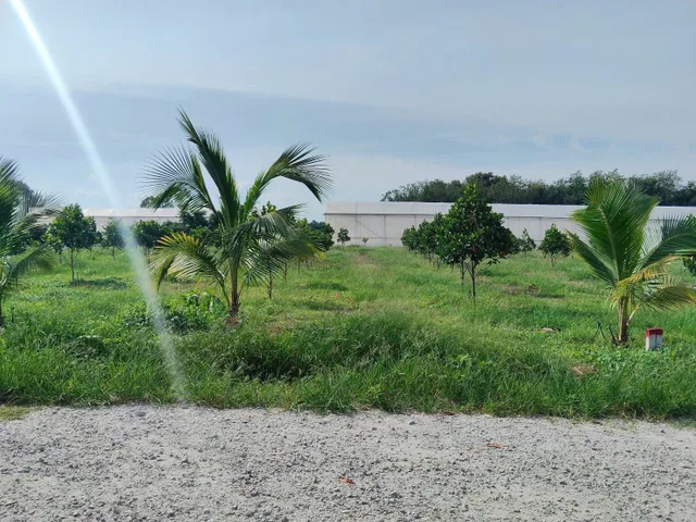 Ngộp 250m2 /355tr sát chợ chuẩn bị lên nhựa cách đường huyện lớn 50m sổ riêng