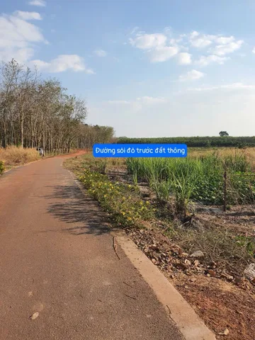 Bán Đất 253m2 có sẵn 100 m2 thổ cư giá 439 triệu tại - Chọn - Xã Long Hoà Huyện Dầu Tiếng Bình Dương