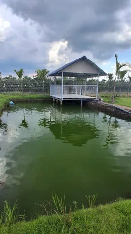 Bán nhà vườn thơ mộng xã Tân Thành, Thù Thừa tdt 1000m2 ( 300m2 thổ) 2pn, 2wc giá 2,5 tỷ