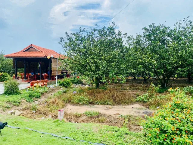 Bán Đất 250m2 có sẵn 100 m2 thổ cư giá 895 triệu tại - Chọn - Xã Trừ Văn Thố Huyện Bàu Bàng Bình Dương