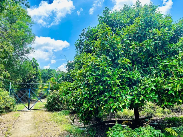 Bán gấp đất đường đt 744 phường tây nam (xã thanh tuyền) tp. hcm