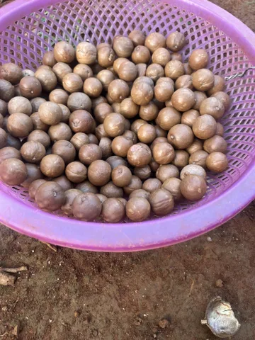Bán Đất 5555m2 giá 366.7 triệu tại Xã Quảng Tâm Huyện Tuy Đức Đắk Nông