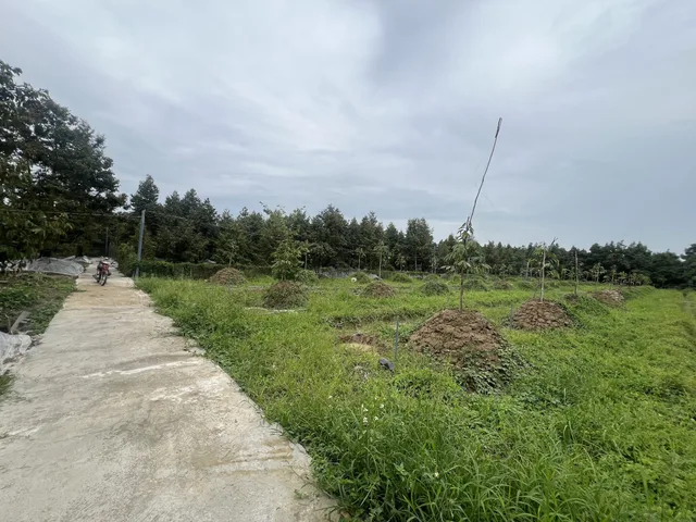 Bán Đất 2000m2 giá 1.25 tỷ tại - Chọn - - Chọn - Xã Ngũ Hiệp Đồng Tháp