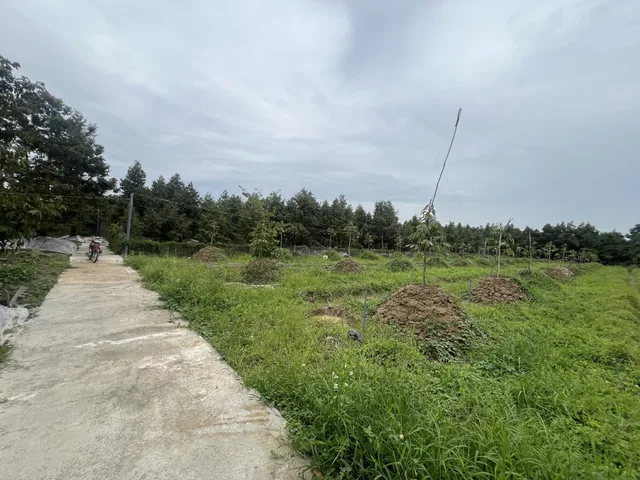 Bán Đất 2000m2 giá 1.25 tỷ tại Xã Ngũ Hiệp Huyện Cai Lậy Tiền Giang