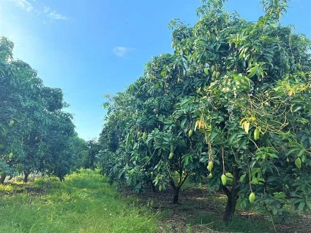 BÁN GẤP 3.000M2 GIÁ 195 TRIỆU, ĐẤT MT GẦN CHỢ, SỔ HỒNG RIÊNG ☎️ 0969.950.161 ( Gặp Chủ )