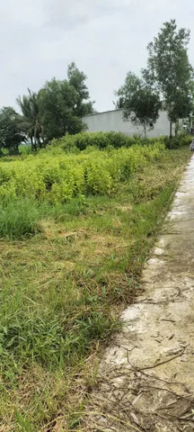 Bán Đất 331.7m2 có sẵn 100 m2 thổ cư giá 250 triệu tại Xã Hưng Hội Huyện Vĩnh Lợi Bạc Liêu
