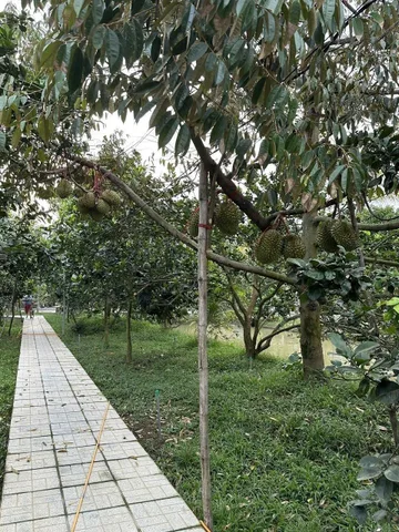 Bán Đất 5600m² có sẵn 200 m² thổ cư giá 10 tỷ tại - Xã Phú Đức Huyện Châu Thành Bến Tre