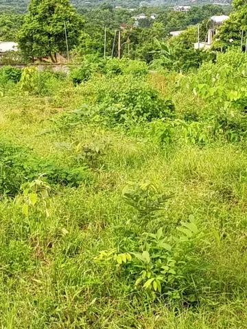 vì mua lâu rồi GĐ không có nhu cầu sử dụng nên muốn chuyển nhượng cho cả các nhà đầu tư
