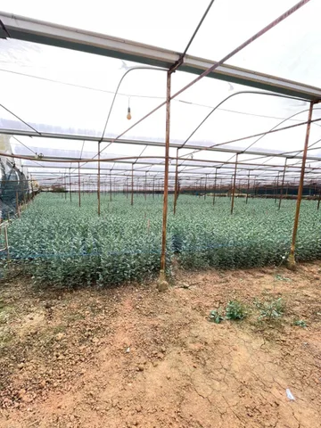 BÁN ĐẤT ĐẸP HỒ THAN THỞ – ĐÀ LẠT 4000M2 GIÁ 6,7 TR/M2 sẵn nhà lồng luôn