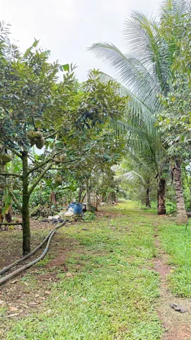 Bán Đất 1079.9m2 giá 1.8 tỷ tại Xã Hòa Thuận Thành phố Buôn Ma Thuột Đắk Lắk