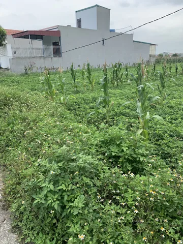 Cho thuê Đất 100000m2 có sẵn 200 m2 thổ cư giá 5 triệu tại Đường Xã Nga Thủy Xã Nga Thủy Huyện Nga Sơn Thanh Hóa