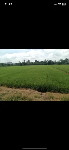 🌾🔥 CHÍNH CHỦ BÁN 7.481M² ĐẤT LÚA – MỸ THẠNH, THỦ THỪA CŨ