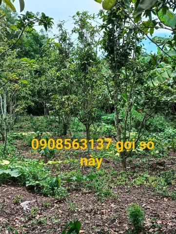 Bán Đất 17000m2 có sẵn 200 m2 thổ cư giá 5.5 tỷ tại - Chọn - Xã Long Giao Huyện Cẩm Mỹ Đồng Nai