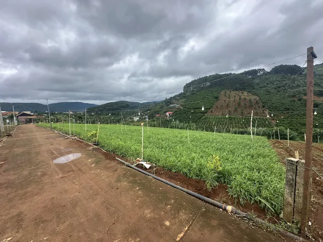 LÔ ĐẤT CÁCH DT725 CHỈ 300m – VIEW SUỐI & RỪNG THÔNG ĐẮC ĐỊA - CÁCH CHỢ ĐÊM ĐL 18km